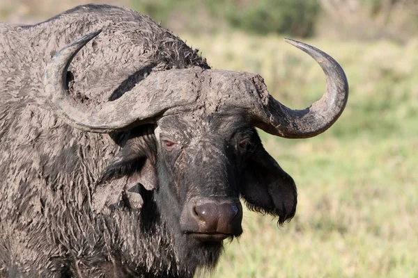 Matschiger afrikanischer Büffel — Stockfoto