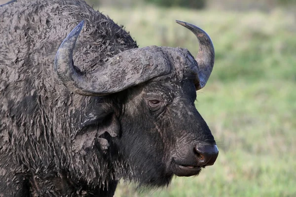Muddy African Buffalo — Stock Photo, Image