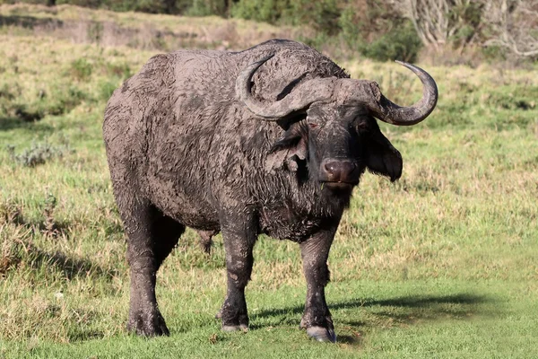 Modderige Kafferbuffel — Stockfoto