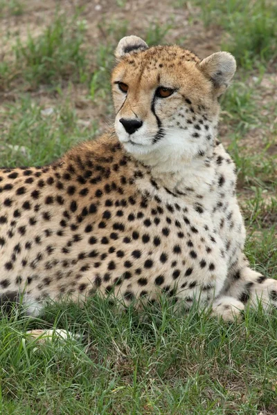Cheetah porträtt — Stockfoto