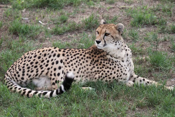 Cheetah wilde kat — Stockfoto