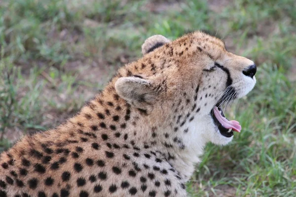 Гепард с открытым ртом — стоковое фото