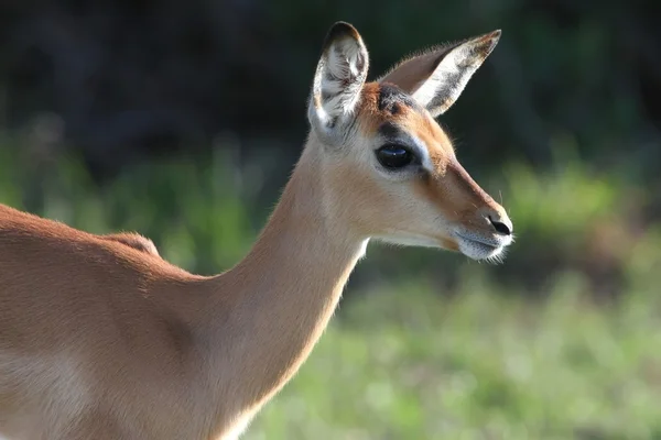 Impala Cordeiro Antelope — Fotografia de Stock