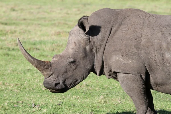 Fehér rhino portré — Stock Fotó