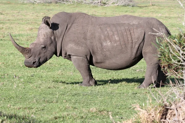 Bílý nosorožec portrét — Stock fotografie
