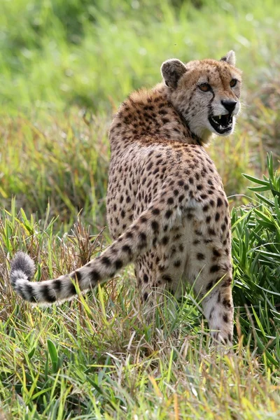 Snarling guepardo salvaje gato — Foto de Stock