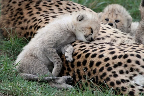 Adorabile cucciolo di ghepardo riposo — Foto Stock