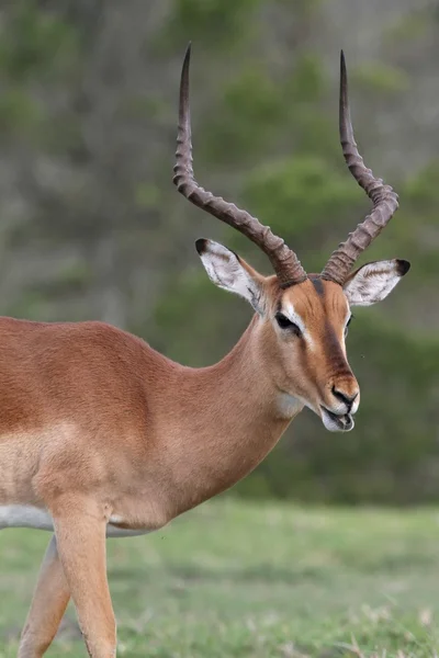 Impala Antelope Parlare — Foto Stock