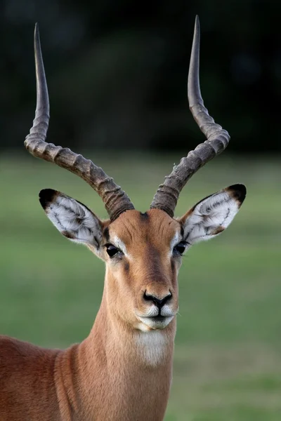 Імпала антилопи портрет — стокове фото