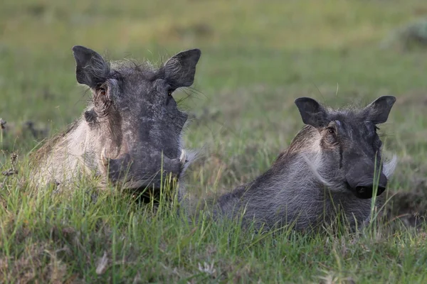 Warthog y Young — Foto de Stock