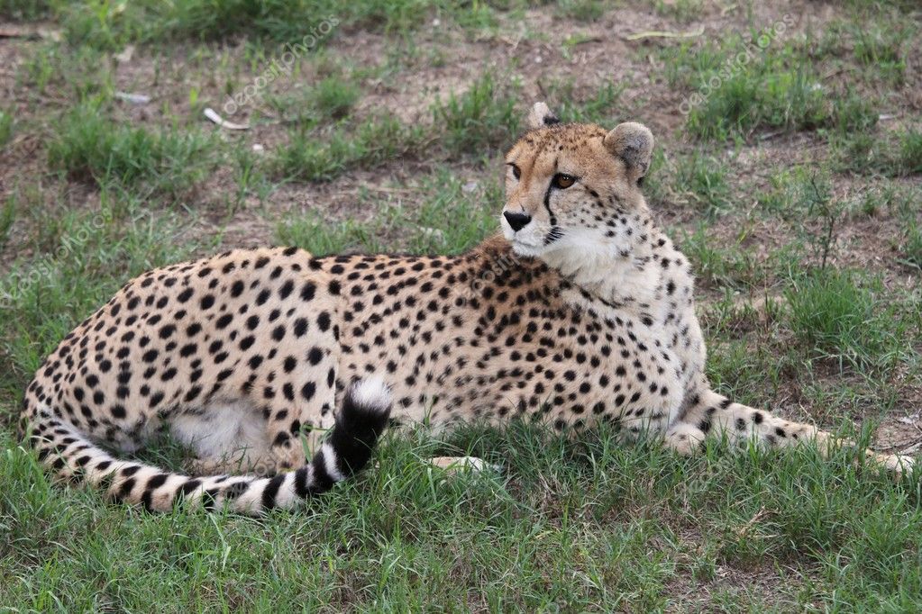 Cheetah vahşi kedi — Stok Foto © fouroaks 2983401