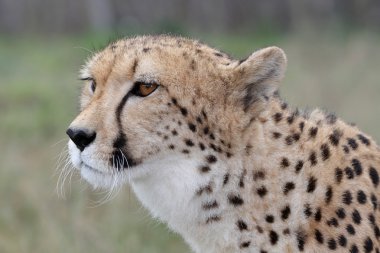Cheetah portre