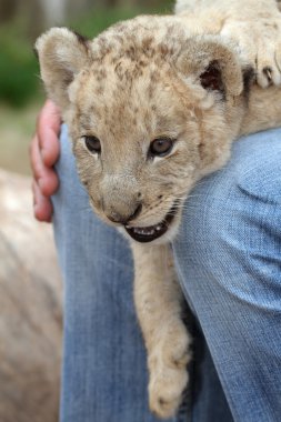 Lion Cub clipart
