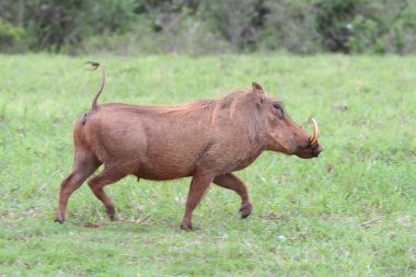Warthog Running clipart