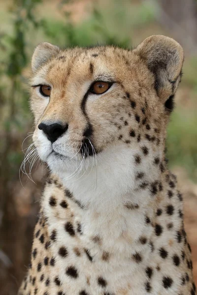 Cheetah portret — Stockfoto