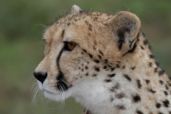 Profil gepard — Zdjęcie stockowe