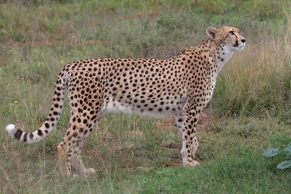 Cheetah, що крадеться — стокове фото