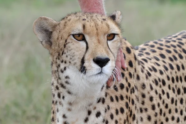 Tamme cheetah — Stockfoto