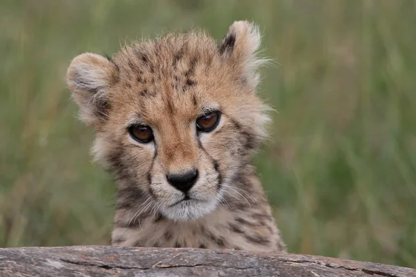 Mládě geparda — Stock fotografie