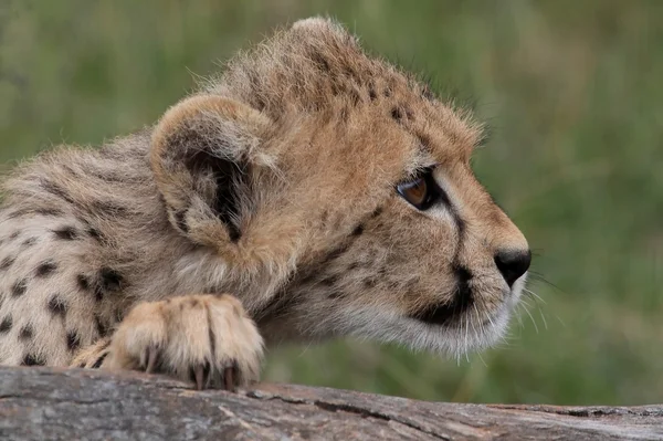 Cheetah cub op zoek — Stockfoto