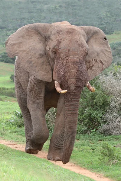 Afrikansk elefant — Stockfoto