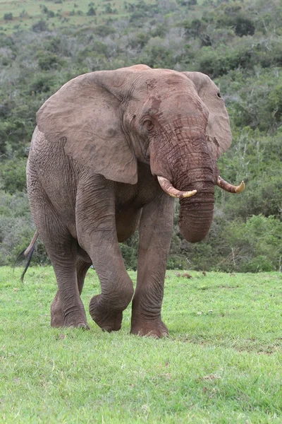 Afrikai elefánt bika — Stock Fotó