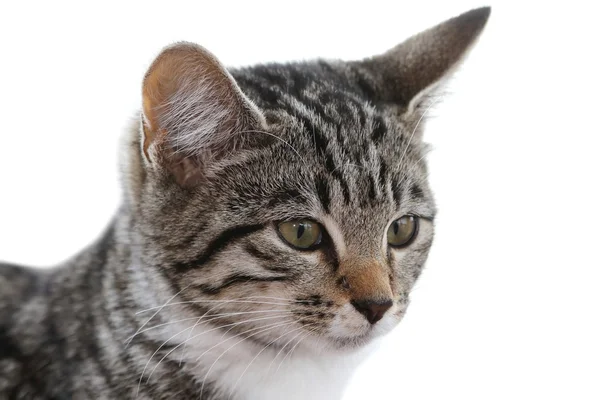 Retrato de gatito — Foto de Stock