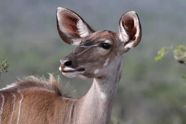 Kudu Antelope Mujer — Foto de Stock