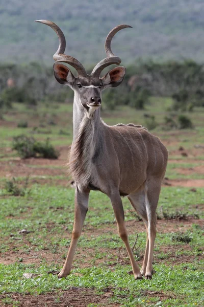Koedoe antelope stier — Stockfoto