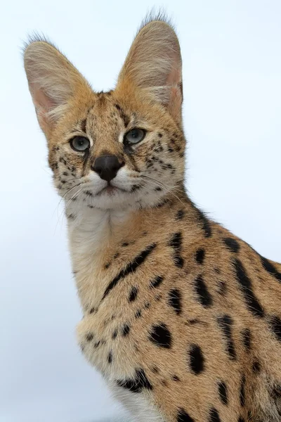 Serval dzikiego kota — Zdjęcie stockowe