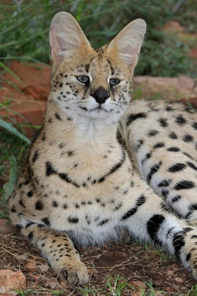 Serval chat sauvage — Photo