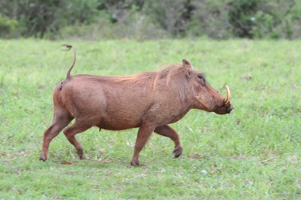 Warzenschweine laufen — Stockfoto