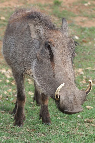 Warthog Portrait — Stock Photo, Image