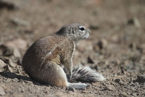 Esquilo em terra sentado no sol — Fotografia de Stock