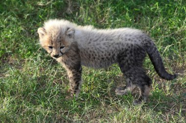Cheetah Cub clipart