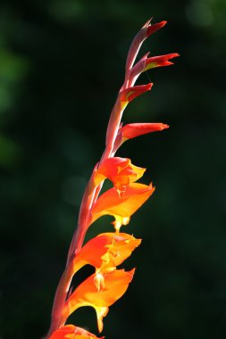 Turuncu canna lily çiçek