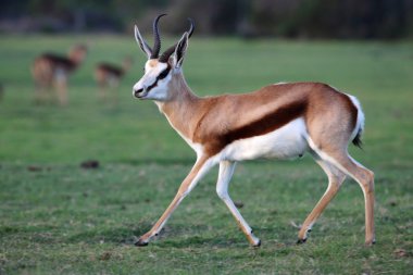 Springbok antilop