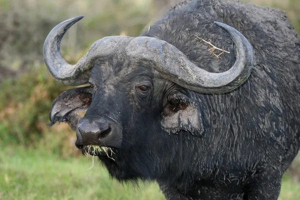 Toro de búfalo africano — Foto de Stock