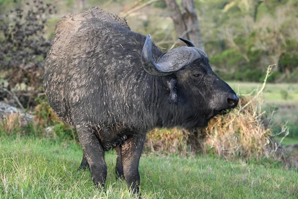 Búfalo-africano — Fotografia de Stock
