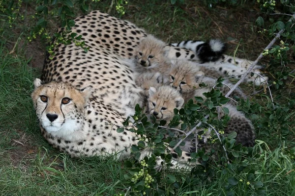 Çita yavrularını ve anne — Stok fotoğraf