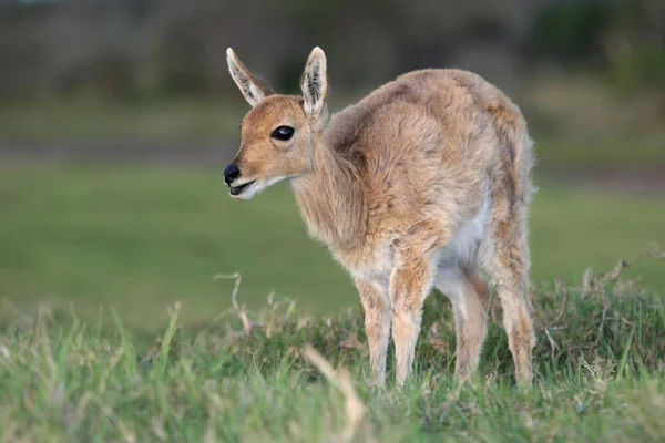 Berg Rörbockar antilop — Stockfoto