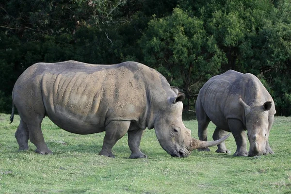 Пара белых носорогов — стоковое фото