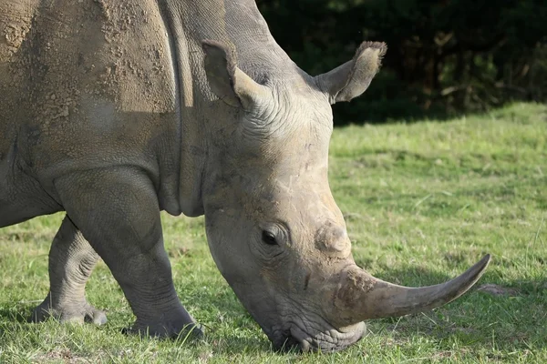 Белый носорог Потраит — стоковое фото