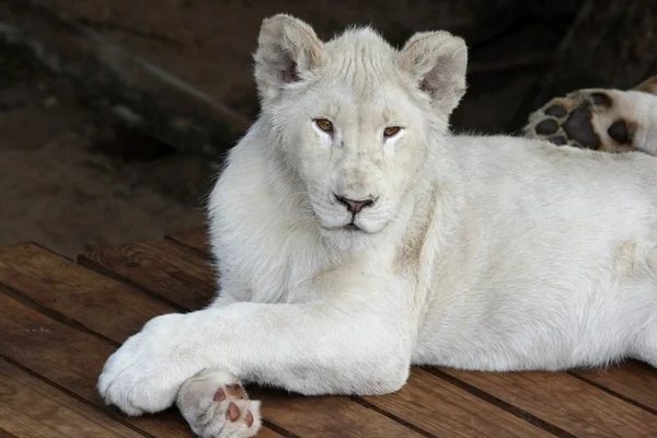 Випадковий білий лев — стокове фото