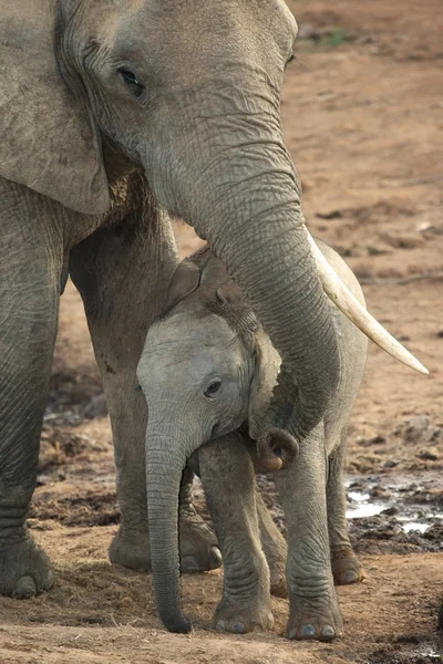 Słonia afrykańskiego dziecka — Zdjęcie stockowe