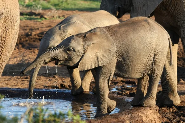 Unga afrikanska elefanter — Stockfoto