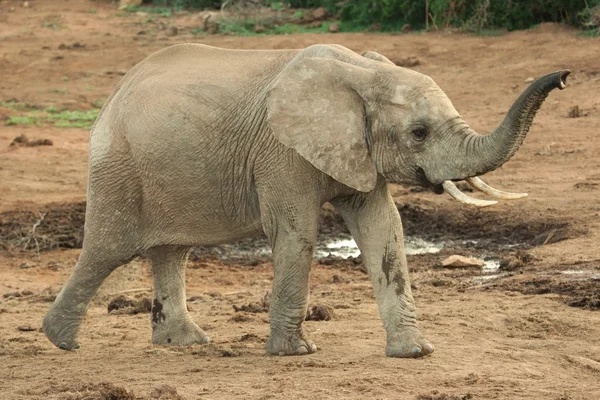 Африканский слон с запахом — стоковое фото