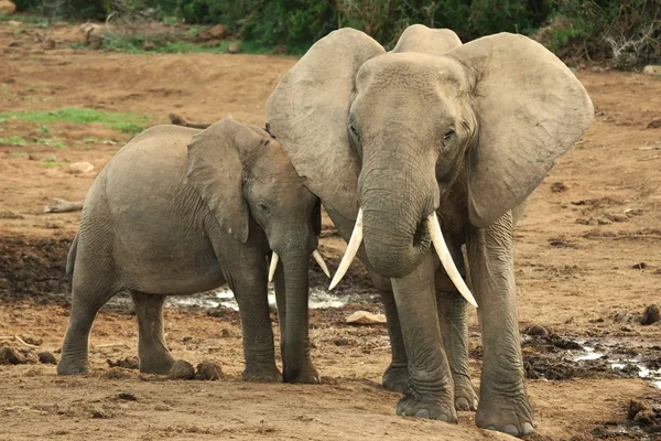 Afrikaanse olifanten — Stockfoto