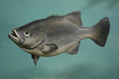 Butterbream Fish clipart