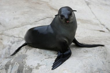 Cape Fur Seal clipart